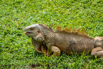 Iguana resting on the grass