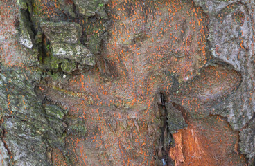 Bark tree texture background of the quince tree - Close uip macro