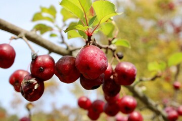 red berries on a branch