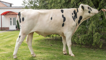 Tribal Bull on the farm. The white bull is a producer of the Holstein breed in the exhibition stand.