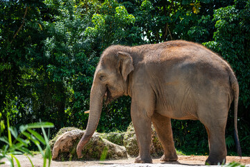 African elephant walking in wildlife reserve