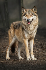 One European wolf (Canis lupus) portrait standing on the road in the leaves and looking at the camera