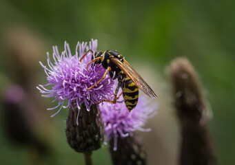 A french field wasp closeup on a thistle in Saarland, copy space