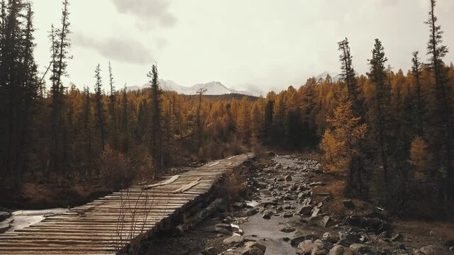 Altai Republic, Siberia, Russia. Aerial view of the autumn forest, a mountain Chuya River and Aktru, a wooden bridge, a road in the forest and mountains. Cold wild landscape: a winding river with