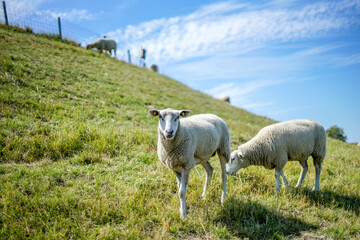 Schafe am Nordseedeich 