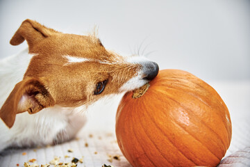 Jack Russell terrier dog gnaw orange pumpkin. Funny pet.