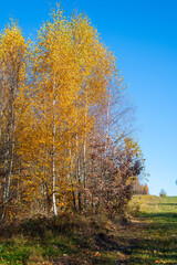 Birch copse in the autumn. Early morning light. Świętokrzyskie, Poland. 