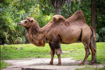 Camel in natural reserve 