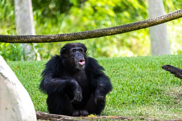 Chimpanzee sitting on the grass in a natural reserve