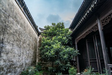 Fototapeta na wymiar tree inside garden of old Chinese house 