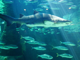 Shark and Fish Swimming in an Aquarium (Cape Town, South Africa)
