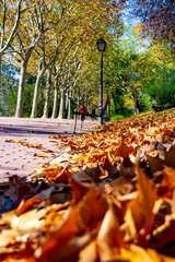 Autumn landscape in the Parque Norte de Madrid with a carpet of dry brown leaves, in Spain. Europe.
