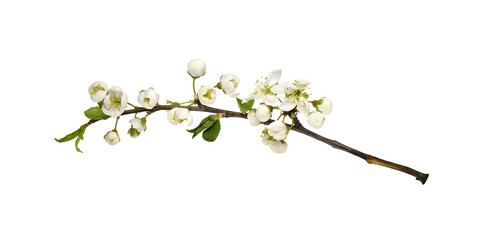 Spring flowers, buds and small green leaves on twig of berry tree isolated on white