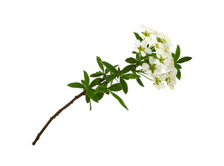 Spring twig of spiraea flowers isolated