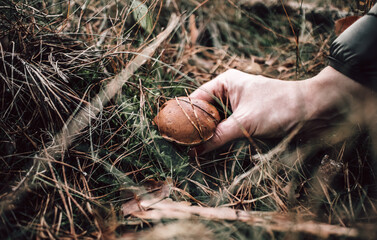 Zbieranie grzybów w lesie - obrazy, fototapety, plakaty