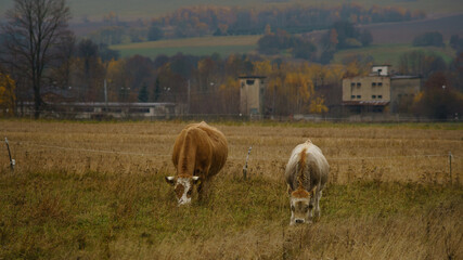 cows on a meadow