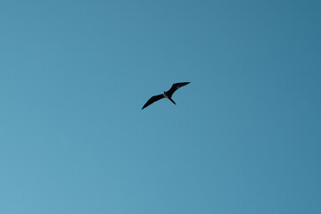 Obraz premium seagull in flight
