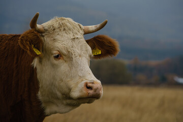 portrait of a cow
