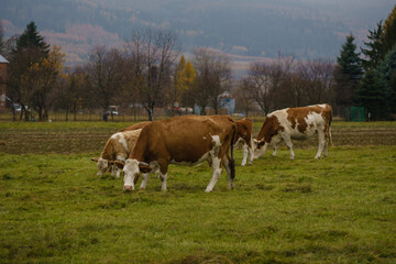 Fototapeta na wymiar cows grazing in a pasture