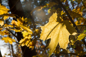 Acer leaves in autumn as sunset