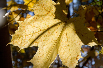 Acer leaves in autumn as sunset