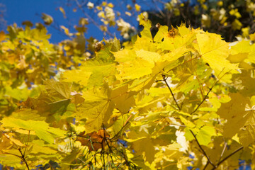 Acer leaves in autumn as sunset