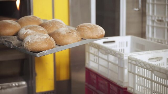 Bakery worker takes freshly baked organic wheat bread out of the oven with a metal shovel and places it in plastic boxes for delivery to stores for sale. Work at the bread production factory close up.