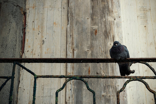 Palomas apoyadas en una baranda vieja 