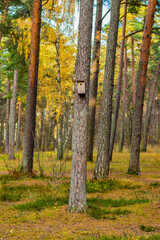 Fototapeta premium A beautiful fall view of a wooden birdhouse attached to a pine tree in the forest with colorful trees in the background and copy space
