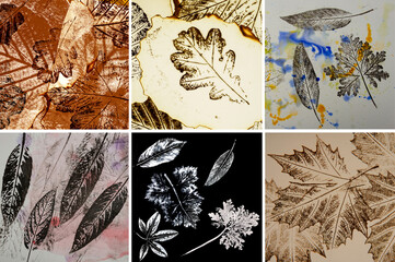  imprints of leaves on paper collection