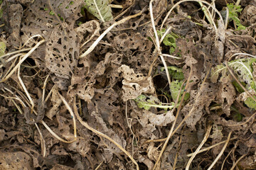Withered grasses on the banks of the village river.