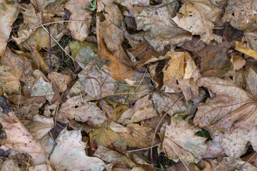 Autumn fallen leaves in a mixed forest at noon.