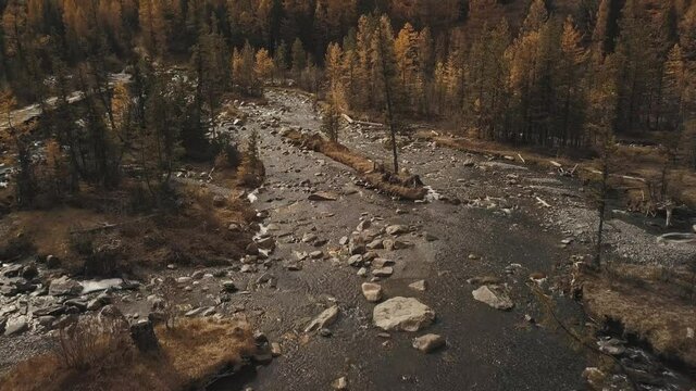 Altai Republic, Siberia, Russia. Aerial view of the autumn forest, a mountain Chuya River and Aktru, a wooden bridge, a road in the forest and mountains. Cold wild landscape: a winding river with