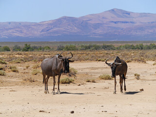 African Wildebeests Grazing in the Sun at Inverdoorn Game Reserve, a Safari in South Africa Near Cape Town