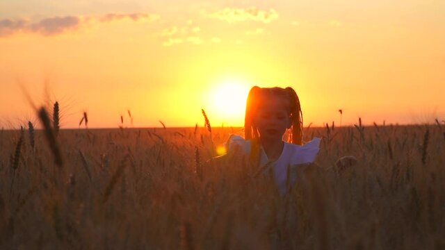 child come. walk through the wheat. run away sunset. girl is play on field. Happy childhood. evening in summer. Beautiful little in white dress yellow hair. Freedom touch sprouts agricultural complex.