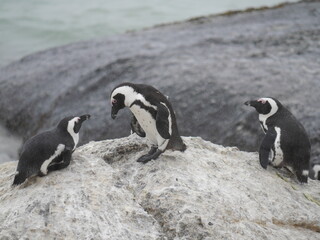 Penguins Standing on the Rocks on a Beach on a Rainy Day (Boulders Beach, Simons Town, South Africa)