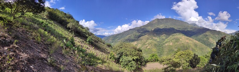 Fototapeta na wymiar Panoramic view of a coca plantation located in Coroico. 
