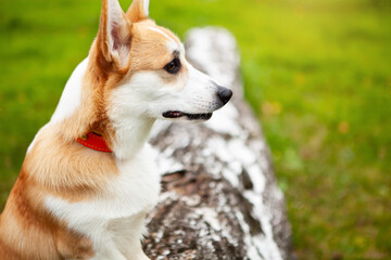 Portrait of a corgi puppy in summer.