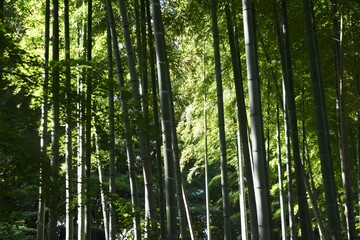 Obraz na płótnie Canvas A view of the bamboo grove in a natural park.