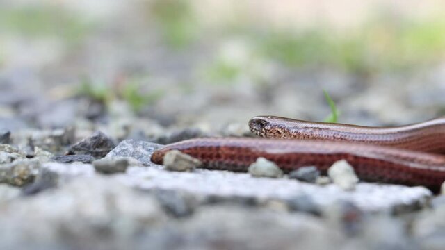 Snake (Anguis fragilis) crawling on a stone path in the forest, close up view.