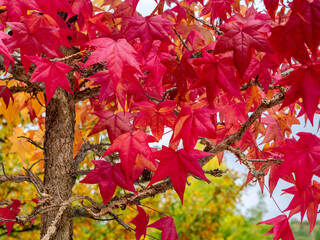 Selective focus of liquidambar (sweetgum tree) leafs with blurred background in autumn