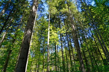 tall green trees in the forest by lake Eibsee in Garmisch-Partenkirchen by the foot of Zugspitze mountain (Garmisch, Bavaria, Germany)	