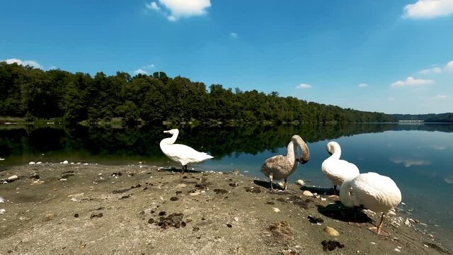 Landscape with swans on the River