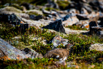 2021_08_10_snaefellsnes ptarmigan Lagopus molts among the rocks 4
