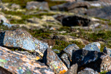 2021_08_10_snaefellsnes ptarmigan Lagopus molts among the rocks 5