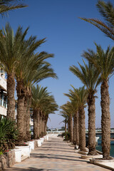 Palm trees on the beach. Eilat.