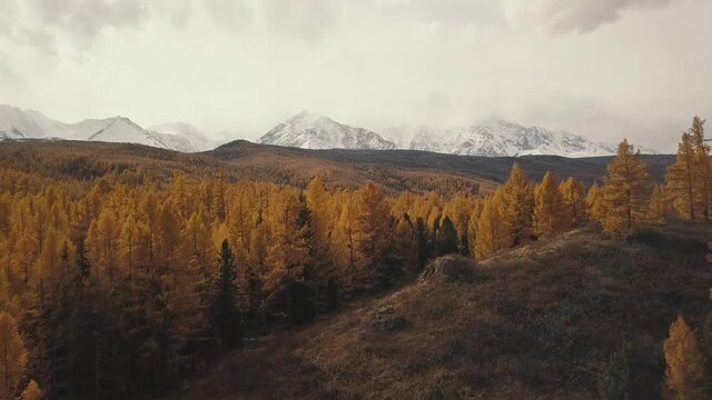 Altai Republic, Siberia, Russia. Aerial view of the autumn winter forest in the snow on the mountain and snowy mountains. Cold wild landscape: golden yellow foliage of trees with snow on the hill