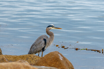 Great Blue Heron on the beach with light blue ocean background. Morro Bay, CA