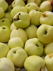 tasty,multicolor apples from orchard close up