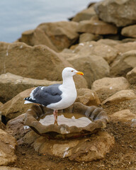 Obraz premium Portrait of seagull on rocky beach at Morro Bay harbor, California
